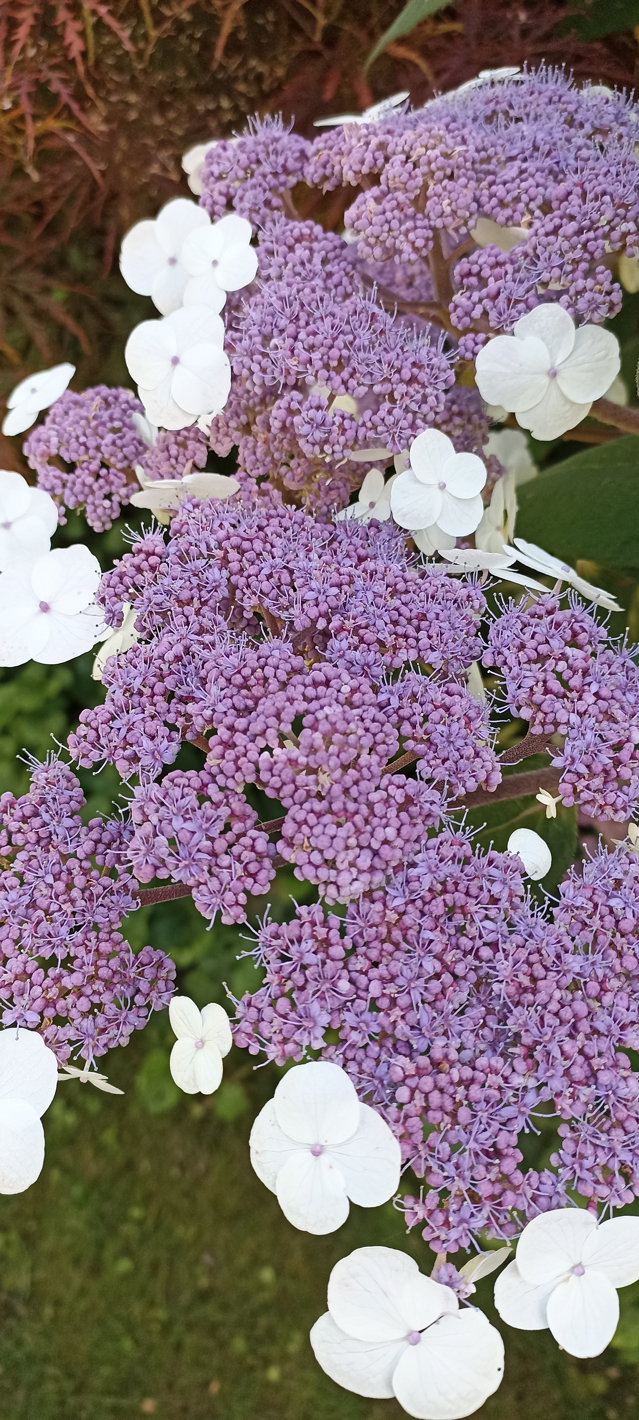 Dzialka